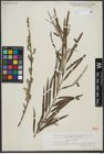 Foto von Salix viminalis L.